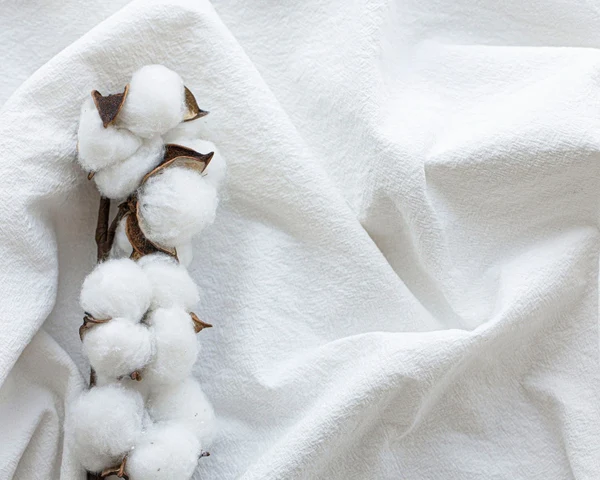 Normal Cotton